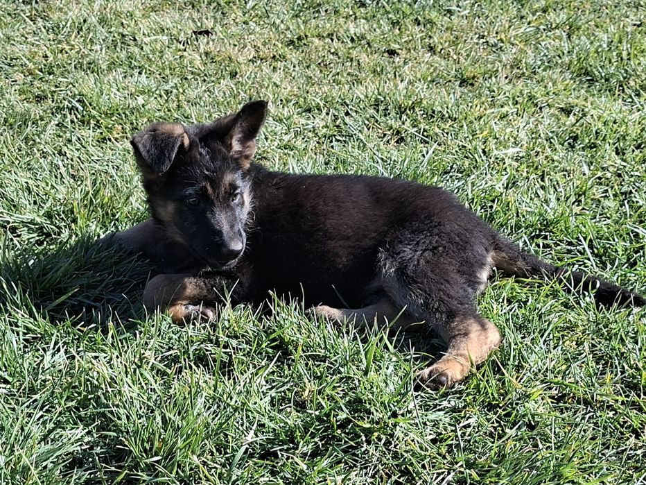 Малки немски овчарки