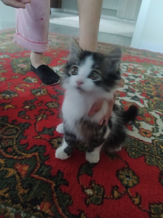 Продам котенка мальчик