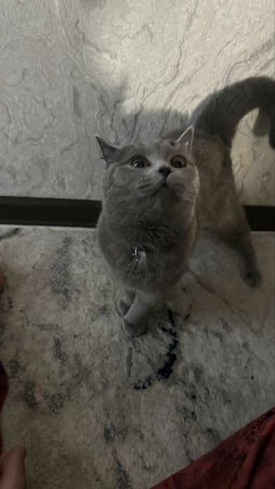 Mushuk 1 yoshli qizbola strayt sotladi