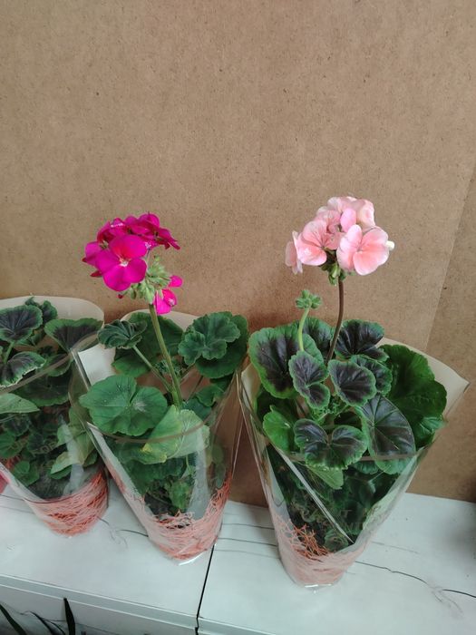 Герань Каланхоэ местный адаптирован