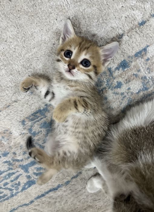 Котики в добрые руки