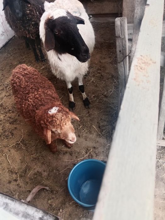 Саулык кои козысымен сатылады.