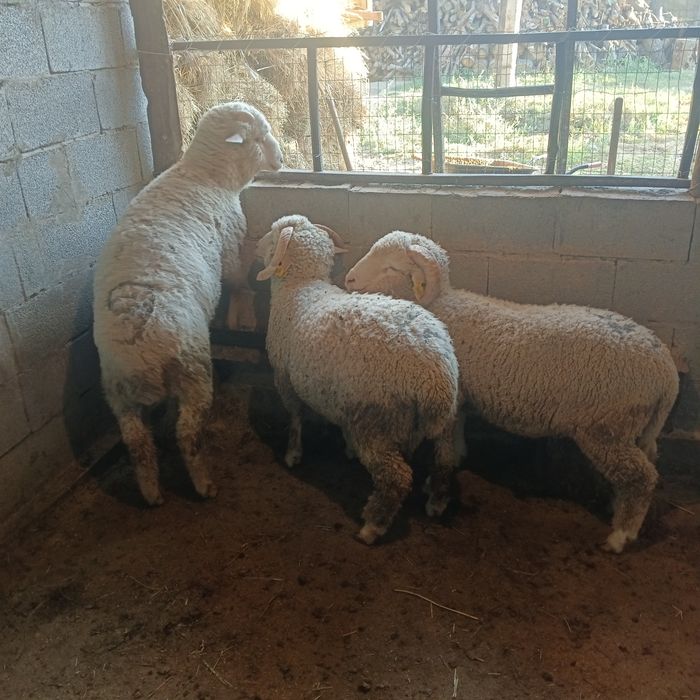Продам баран 3 головы