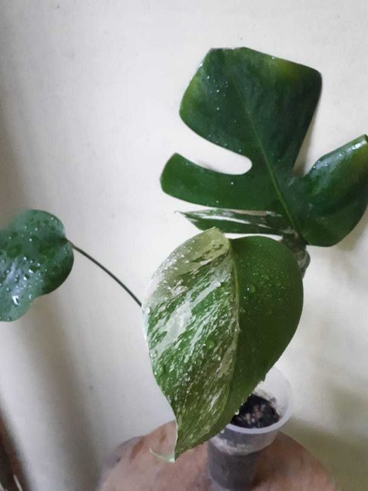 Монстера, Monstera