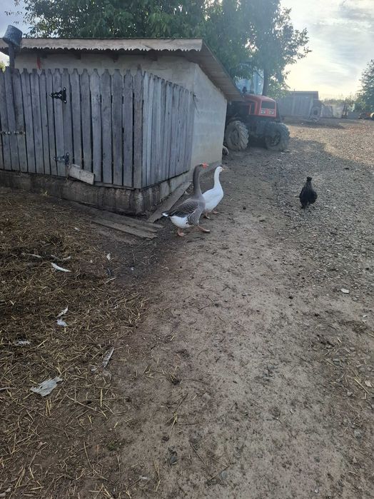 Vând gâște românești