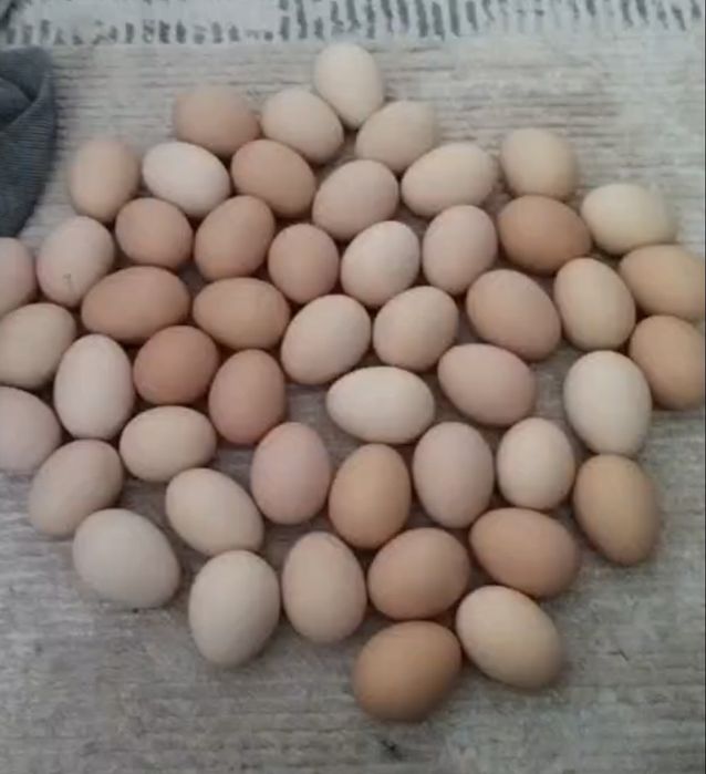 Принимаю заказы яйц