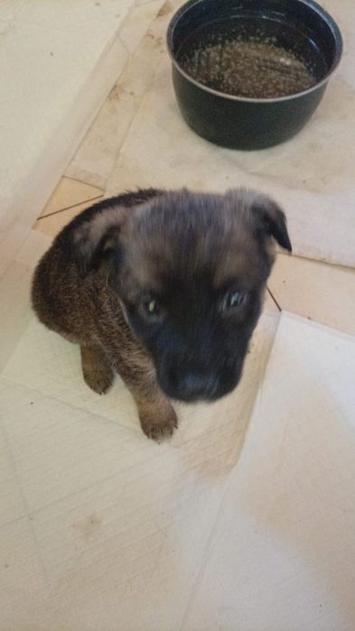 Собачки ищут дом!