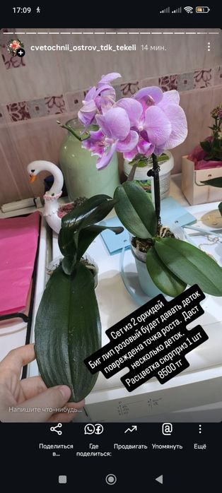 Орхидеи  отцветающие.