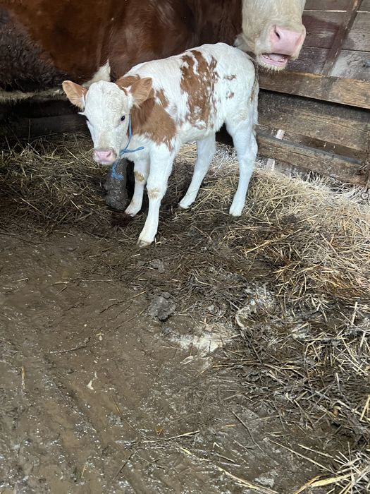 Vând 2 vițele in loc Sâncel jud Alba