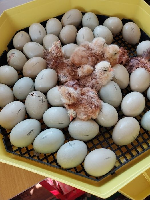 Разплодни яйца от Ексел