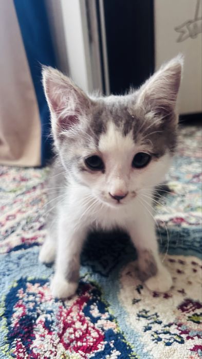 Отдам котенка мальчик бесплатно