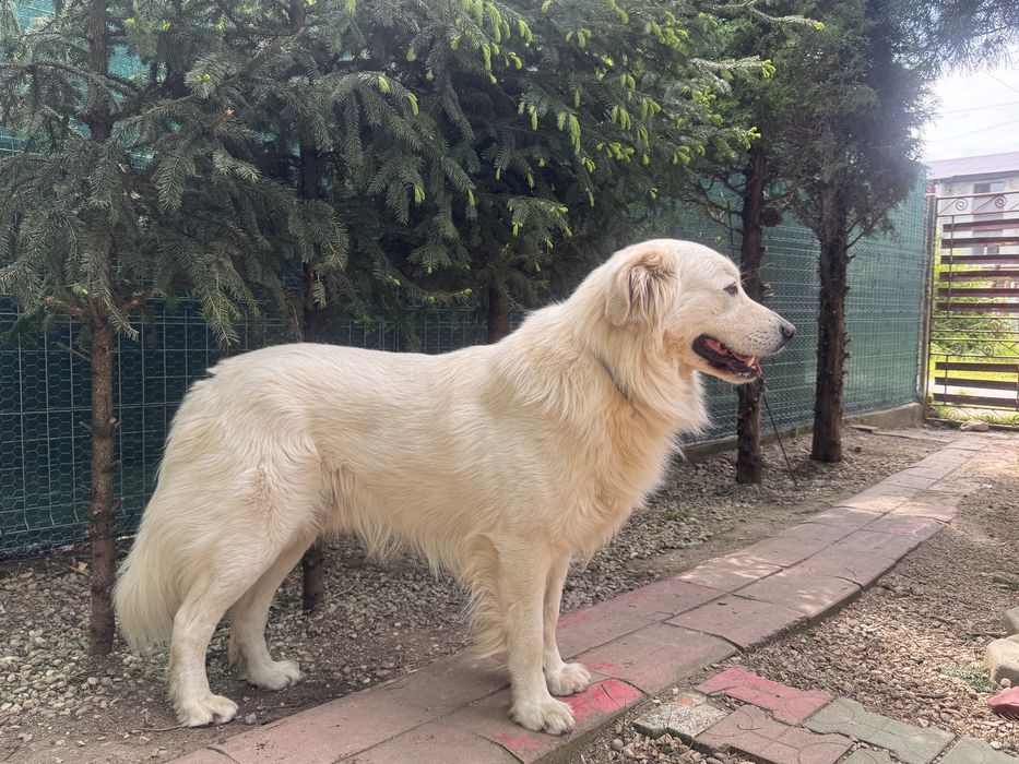 Spre adopție, catel talie mare, varsta 3 ani foarte cuminte si jucaus