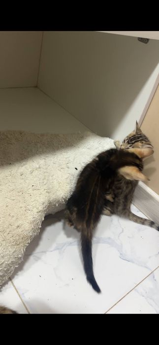 Bengal mushukcha sotiladi