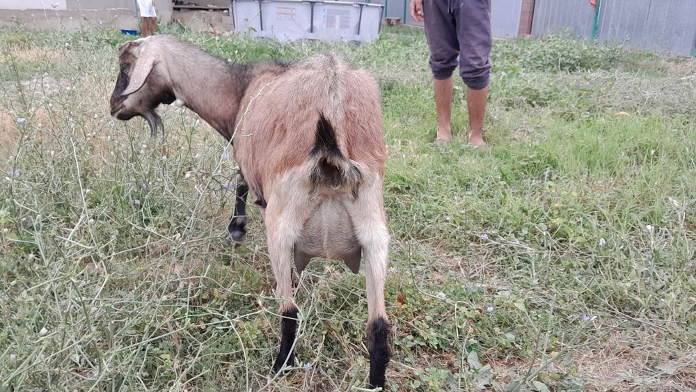 Ешкі сатылады тұқымды