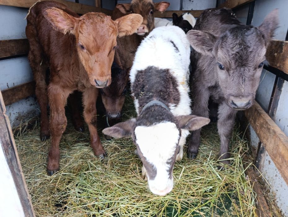 Телята бычки Бузау еркек