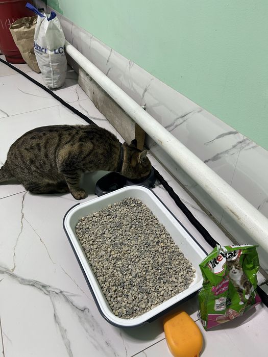 Отдам взрослого кота- мышелова