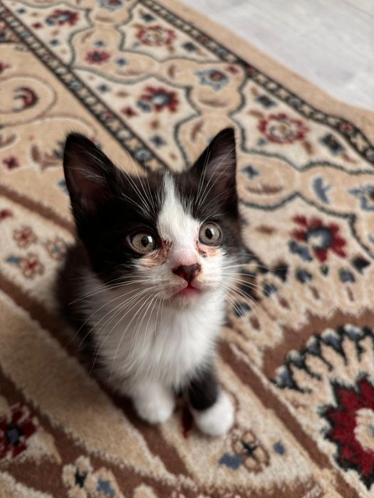 Отдам добрые руки