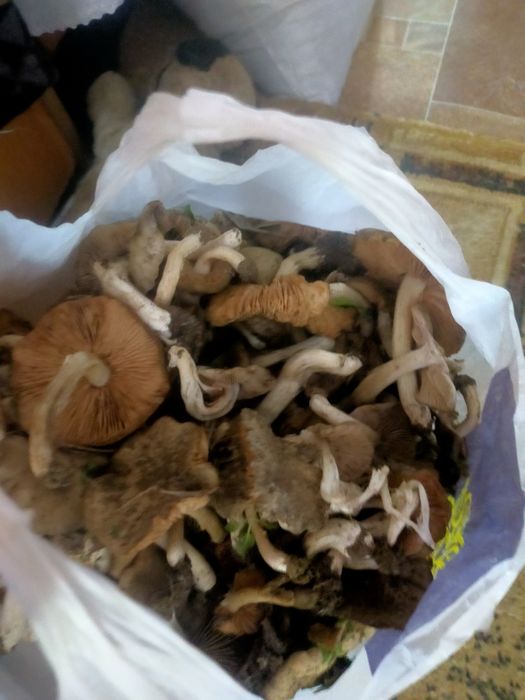 Продам грибы подкарагачникии