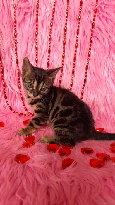 чистокровная бенгальская девочка от чистокровных бенгалов