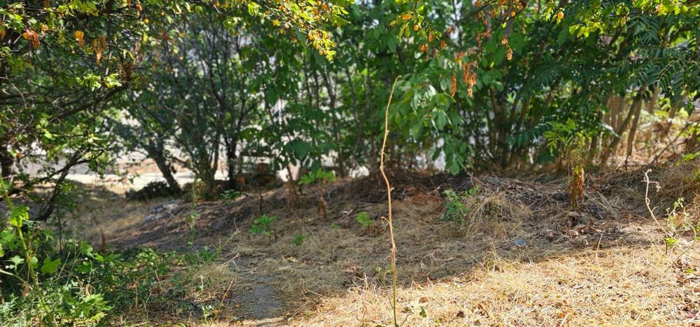 Продава се Парцел в София, Борово - 600 кв.м за 70 €/кв.м - Снимка #4