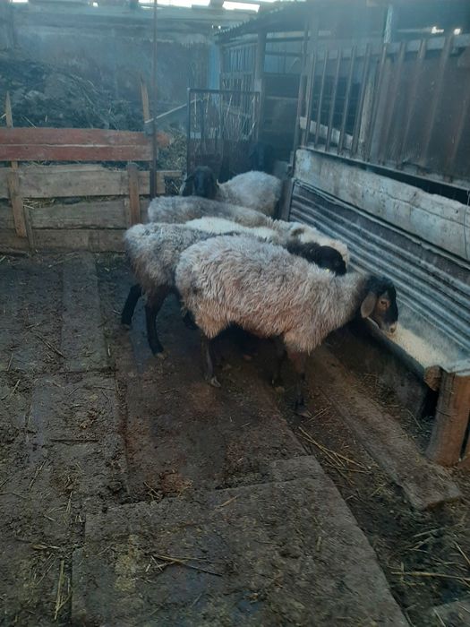 Қойлар сатылады.