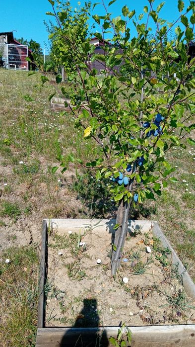 Prune proaspete din gradina