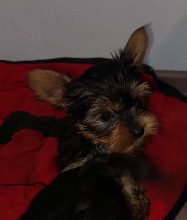 Йорк кобель для вязки