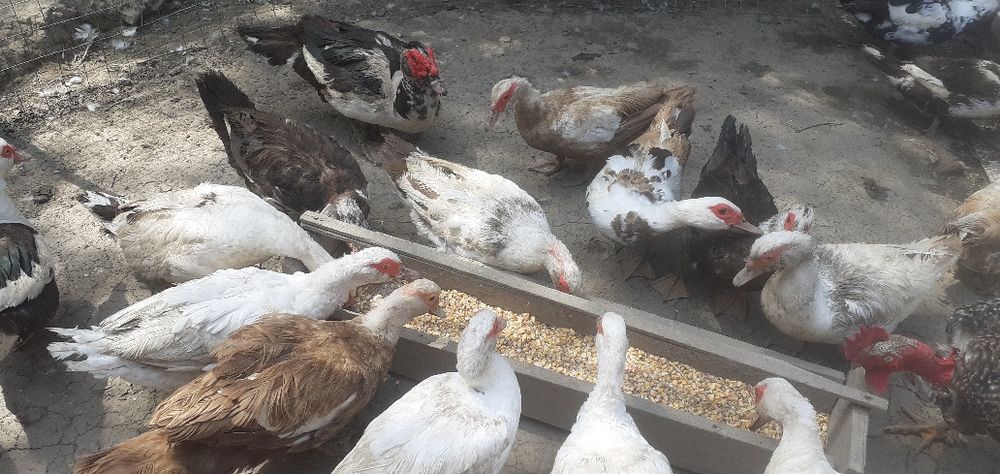 Pui și rațe de casă