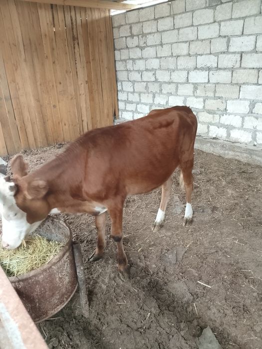 Ұрғашы баспақ бағылған 1 жас 3 айлық