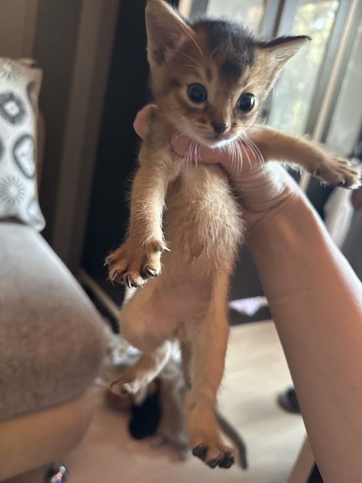 Продам Абиссинских  котят