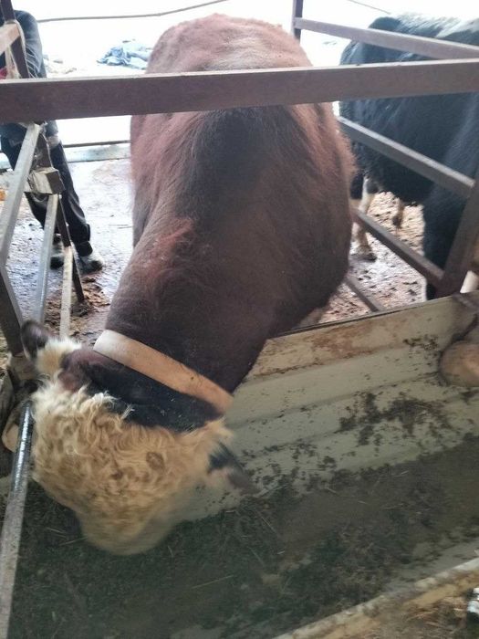 Qoramol, so'yiladigan ho'kizlar