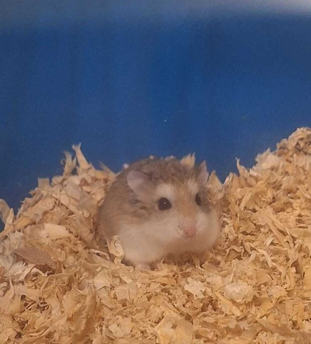 Подарявам мини хамстер