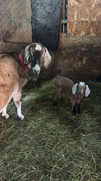 Capra anglonubian de vanzare