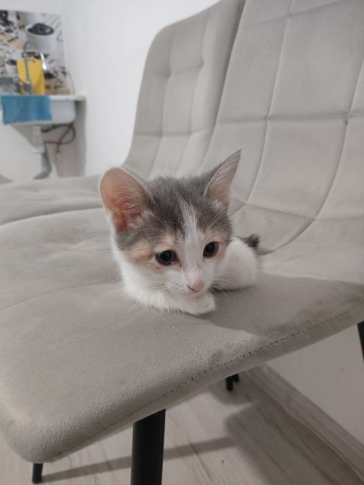 Отдаю котёнка бесплатно