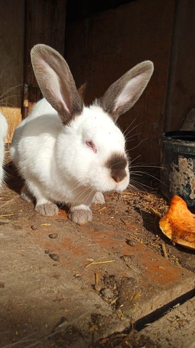 Кролик самцы породы Калифорния.