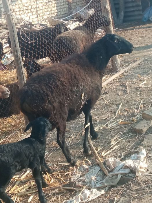 Она бола куй сотилади хисори куй