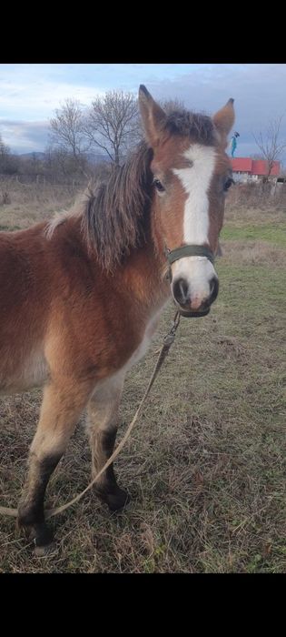 Vând mânz semigreu