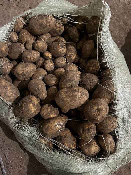 Продается картошка сорта гала