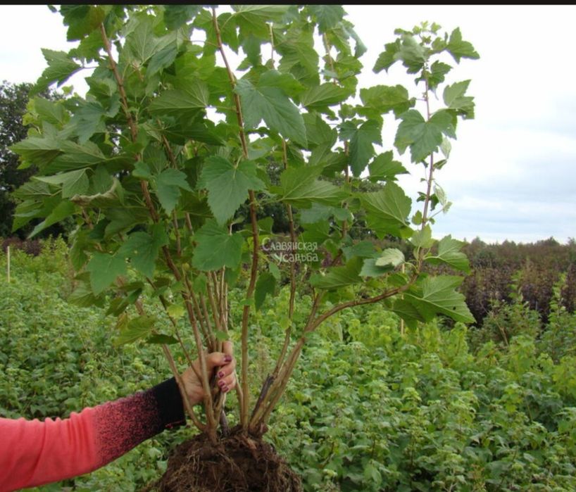 Саженцы алтайская смородина