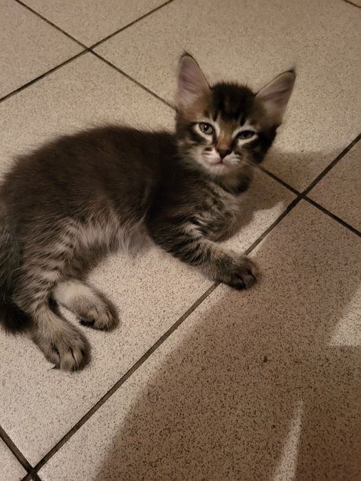 Котята в добрые руки отдам