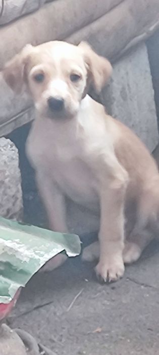 Тазы күшіктер 1 урғашы 1 Еркек