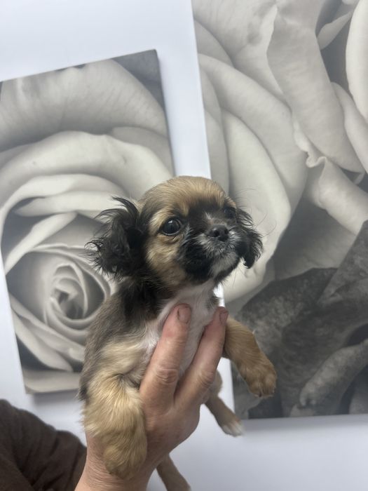 Pui de caine pichinez