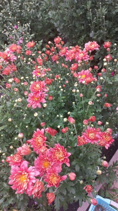 Хризантема цвета лосося