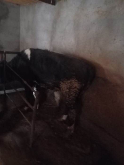 Продается быки 1.5 года