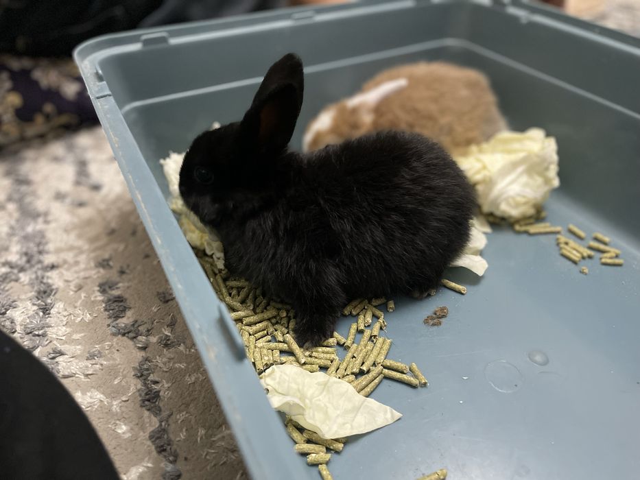 Карликовый кролик