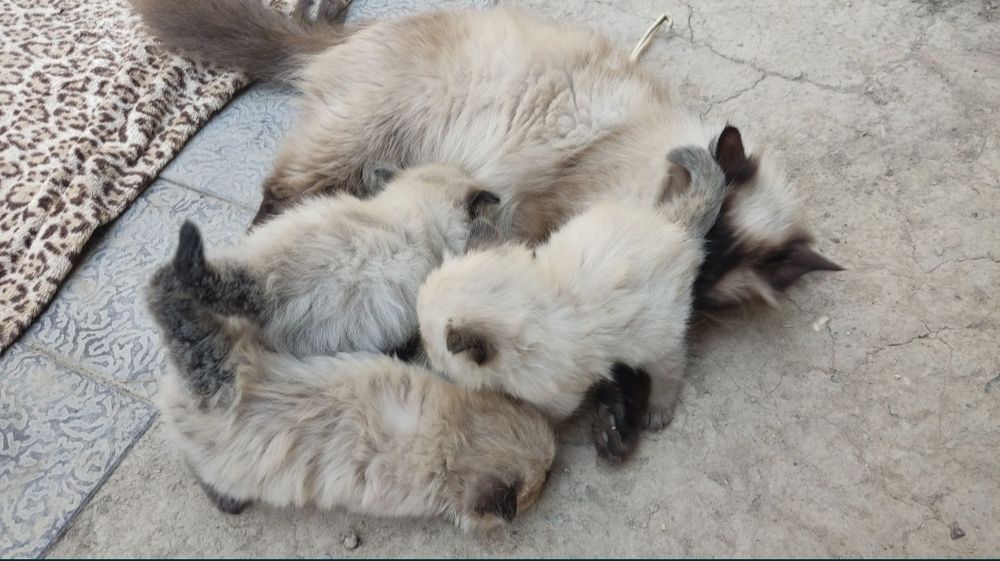 Продаются котята  Балинезийской кошки