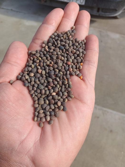 Samanta de lucernă, trifoi, iarbă  și borceag