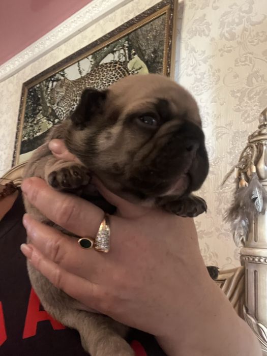 Щенки французского бульдога