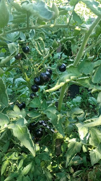 Продам  помидоры разных сортов.