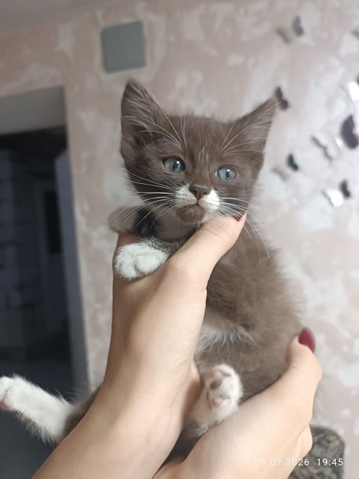 Домашние животные
